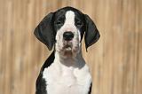 DOGUE ALLEMAND 617